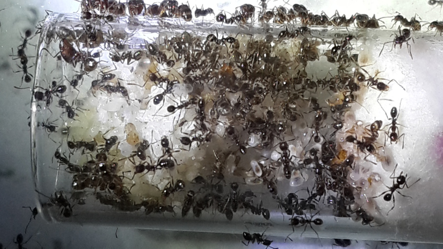 Ant colony for sale